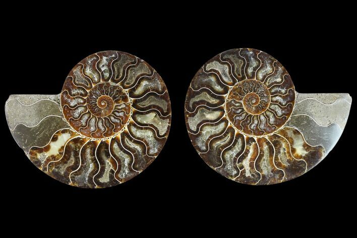 Agatized Ammonite Fossil - Beautiful Preservation #129999